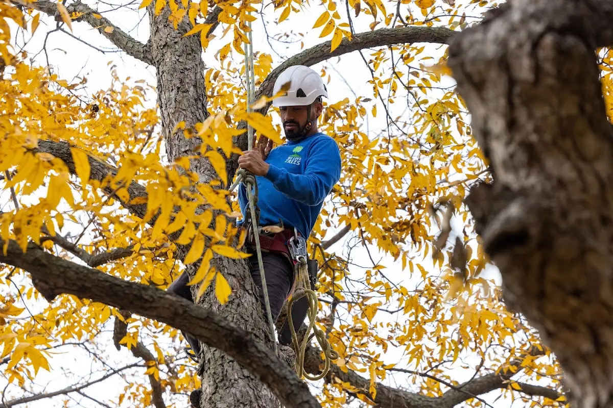 Skilled Tree Pruning crew working in Bainbridge